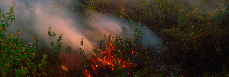 Wildfire